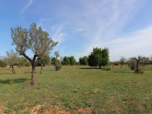 luxury finca for rent in Binissalem Majorca