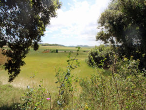 Baugrundstück zwischen Montuiri und Lloret Gemeinde Sant Joan Mallorca