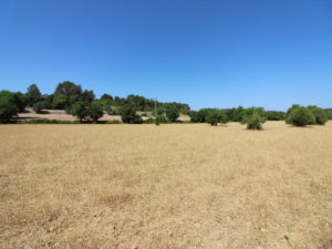 Grundstück mit Bauprojekt in Petra Mallorca