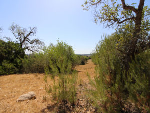 Grundstück mit Bauprojekt in Petra Mallorca