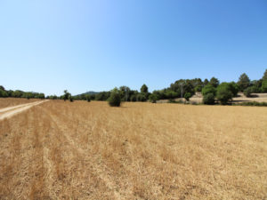 Grundstück mit Bauprojekt in Petra Mallorca