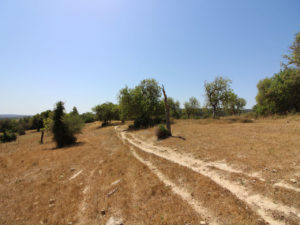 Grundstück mit Bauprojekt in Petra Mallorca