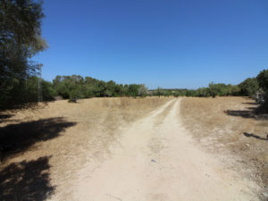 Grundstück mit Bauprojekt in Petra Mallorca