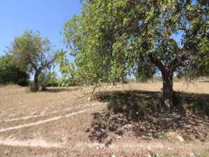 Grundstück mit Bauprojekt in Petra Mallorca