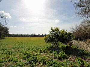 Historisches Anwesen in Mallorca Maria de la Salut Kauf Finca