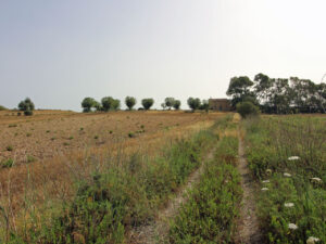 Solar con proyecto en Algaida Mallorca