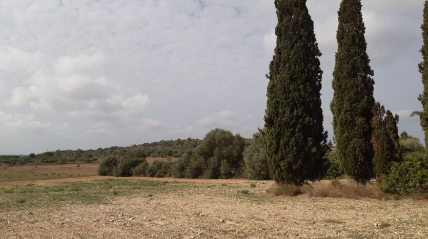 Building plot in near to Villfranca Mallorca for sale