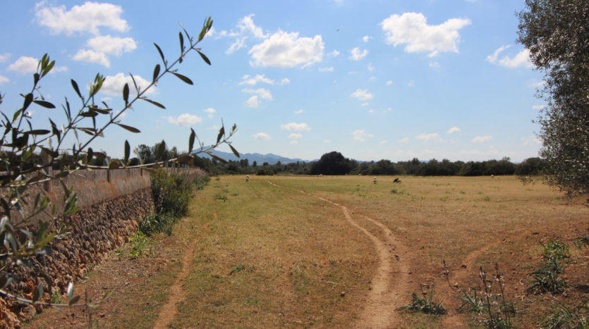 Alte rustikale Finca auf sehr großem Grundstück zur Reform in Villafranca Mallorca